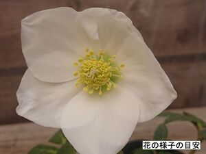 花無し3.5号苗 吉田園芸生産 原種ニゲル クリスマスローズ