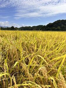 新米 近江米 白米 玄米 秋の詩 30キロ 精米可能 令和6年産 滋賀県発 25キロ