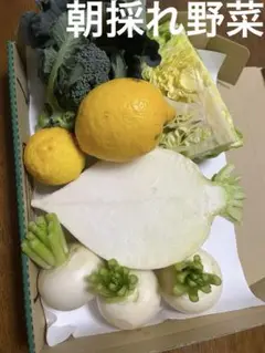 お野菜の詰め合わせ