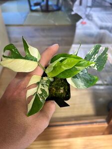 「paragon パラゴン131」　ラフィドフォラ テトラスペルマ斑入/ヒメモンステラ斑入り/Rhaphidophora tetrasperma variegata 