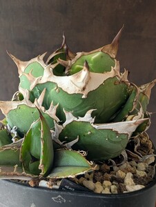 【AGAVE TITANOTA GPF005】ブツブツワイドリーフ株　アガベ　チタノタ　子株