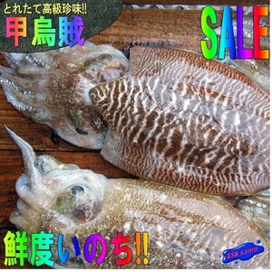 お刺身用「y甲烏賊13尾位で4kg」高級珍味　山陰境港産