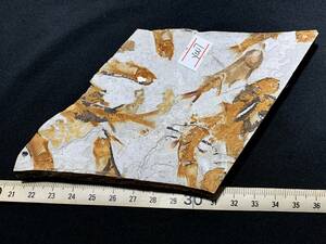 狼鰭魚（Lycoptera）化石・4-1・177g（中国産化石標本）