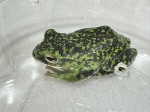 047 モリアオガエル フルブラック迷彩 約5cm オス♂雄 カエル かえる 蛙