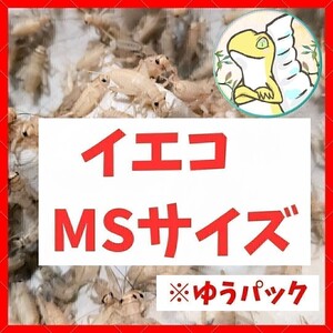 MSサイズ 【250匹+死着保証20% 】ゆうパック送料込み2000円 イエコ　ヨーロッパイエコオロギ　送料無料　