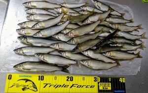 友釣りで釣った天然鮎　43匹約1.8キロ　熊本の清流で育った鮎　鮎の唐揚げ塩焼きなどに　鮎　天然鮎　冷凍鮎　美味しい鮎　