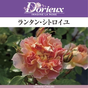 送料無料　ランタン シトロイユ　新苗4号鉢　　鉢植え バラ 薔薇 ドリュ フレンチローズ ランタンシトロイユ