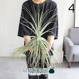 【現品】チランジア・ストラミネア 大（4）Tillandsia straminea