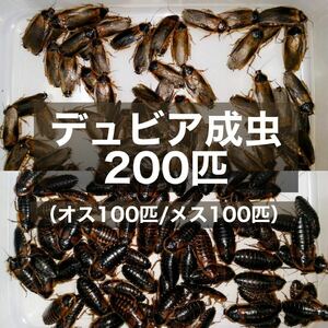 デュビア 成虫♂♀ 200匹＋死着保証10% 送料無料