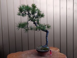 盆栽　赤松　樹高68cm