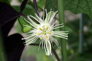 SALE! 葉がとても美しい　トケイソウ　トリファスキアタ 　Passiflora trifasciata