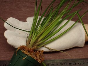 Tillandsia scaligera チランジア・スカリゲラ 687●エアプランツEC