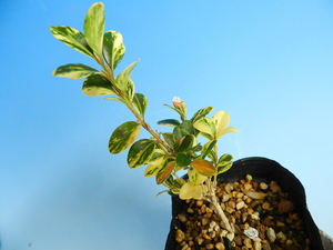 斑入(黄～白掃込)草ツゲ　B　・珍品・花木・山野草