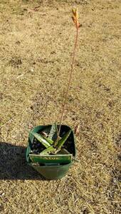 多肉植物★アロエ★花芽付き★かわいい★抜き苗 