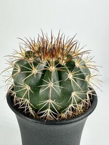 Melocactus conoideus メロカクタス・コノイデウス　絶滅寸前　極希少　特選実生株　ブラジル原産　ワシントン条約 絶滅危惧　国内繁殖苗