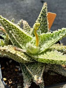 Aloe hybrid ④ アロエ ハイブリッド 実生 多肉植物