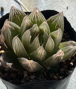 ハオルチア　Haworthia cooperi var.leightonii JDV91/97 chalumna