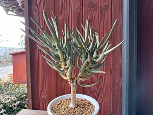 11. アロエ ラモシシマ Aloe ramosissima　実生