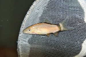 ★即決★スカンクボーシャ ３匹セット ±4ｃｍ　お掃除屋さん 熱帯魚