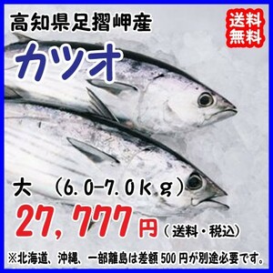 高知沖 天然一本釣り カツオ 6-7kg 浜から直送 送料無料 北海道・沖縄・東北は別途送料 宇和海の幸問屋