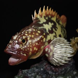 カサゴ　フィギュア　魚寸27cm