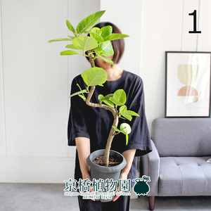 【現品】フィカス・アルテシーマ 6号 曲がり 黒鉢（1）Ficus altissima