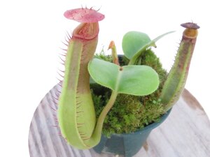 【最新★オリジナル実生】N.truncata(e )red × red× N.truncata(d) red flush 2号【現品限り】ネペンテス 食虫植物_17237