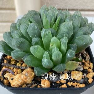 多肉植物 ☆ハオルチア☆白棒☆とても育てやすい☆よく増えます