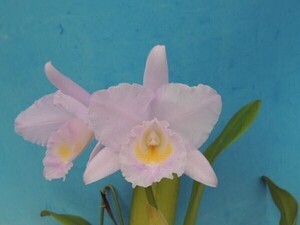 T♪洋蘭　Cattleya trianae f.concolor `Zullo