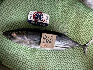 【1000円スタート】【和歌山産】　スジカツオ（1.8ｋ）冷凍　刺身用 　D-2