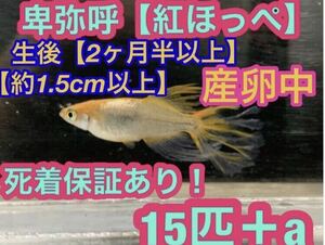 沖ちゃんメダカ　産卵中【送料無料】卑弥呼　ひみこ　紅ほっぺ　ロングフィン　ヒレ長　15匹　稚魚　若魚　1cm以上