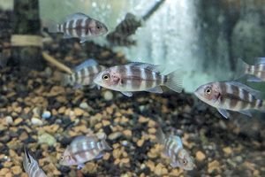 フロントーサ　Cyphotilapia frontosa　ブルンディ　2ｃｍ前後のベビー　3匹セット