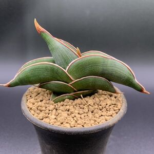 02【大人気】多肉植物 サンスベリア ロリダ Sansevieria Rorida 選抜上株 美苗