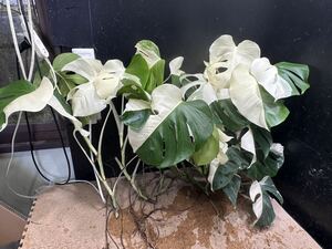 超最高級 希少 モンステラボルシギアナ ホワイトタイガー ハーフムーン おまとめ6株Varigated Monstera Borsigana white tiger 