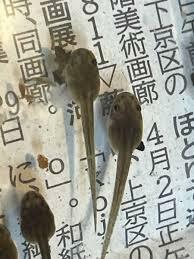 モリアオガエル　おたまじゃくし　5匹　早い者勝ち