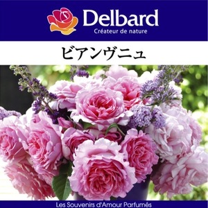 送料無料　ビアンヴニュ長尺7号 大苗　　鉢植え バラ 薔薇 デルバール 大苗 フレンチローズ 7号鉢 7寸 ビアンブニュ