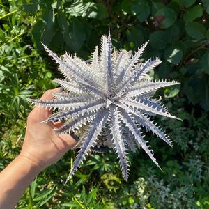 送料無料　レア　Dyckia tracking code GDD Bill Baker hybrid 子株　本物保証　ディッキア　ブロメリア