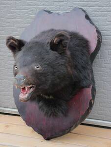 熊 ツキノワグマの頭 くま クマ 頭 剥製 飾り トロフィー 狩猟 現状品