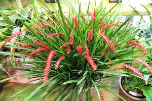 4445 Dendrochilum wenzelii デンドロキラム ウエンゼリー