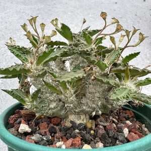 川崎N2268多肉植物Euphorbia tulearensis-ユーフォルビア・トゥレアレンシス塊根