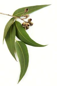 ★ユーカリ精油★ Eucalyptus Essential Oil 30ml