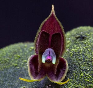 01/19 Lepanthes.manabina 熱帯植物人気種 レパンテス 洋蘭 原種 テラリウム パルダリウム ビバリウム