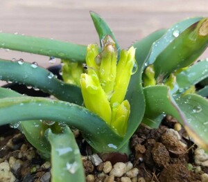 ◆種子20粒◆ ラケナリア リフレクサ【lachenalia reflexa】/検索用→ケープバルブ