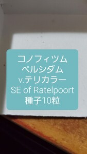 コノフィツム　ペルシダム v.テリカラー, SE of Ratelpoort 種子10粒