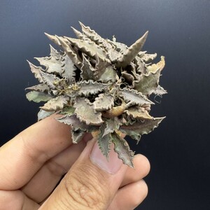 XX159 ユーフォルビア トゥレアレンシス Euphorbia tulearensis 実生株 多肉植物 塊根あり 希少種 マダガスカル原産 コーデックス 