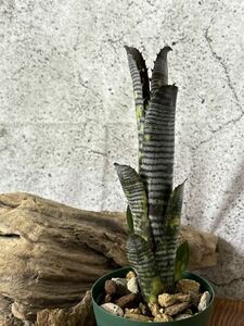 【現品】ビルベルギア・タルボット ミスタークーパー Billbergia Talbot Mr.Cooper