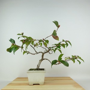 盆栽 山茶花 樹高 約26cm さざんか Camellia sasanqua サザンカ ツバキ科 常緑樹 観賞用 現品