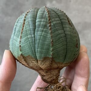 【B6823】★超巨大6cm株！！【SS級！極上特選大株！！】ユーフォルビア オベサ Euphorbia obesa ( 検索 アガベ 多肉植物 )