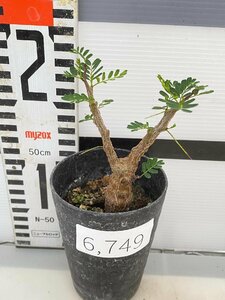 6749 「実生」センナ　メリディオナリス　中玉【種から発芽！・発根・Senna meridionalis】