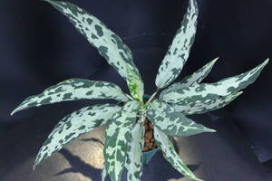 【イベント告知！】LA便ネームド！ Aglaonema pictum 